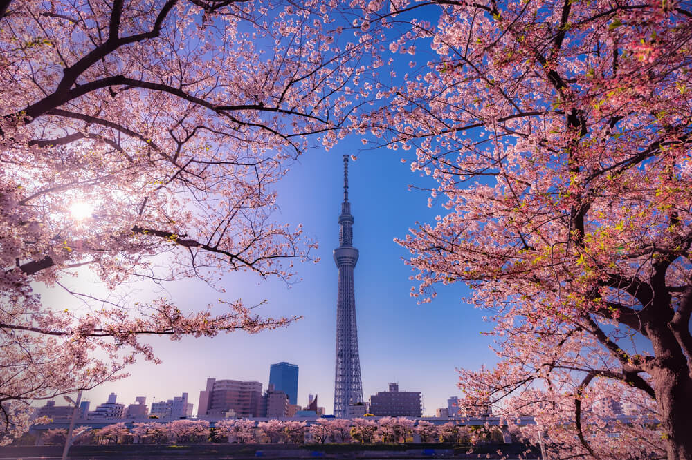 Cherry,Blossom,And,Building,At,Asakusa,Sumida,Park