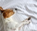 Cute,Jack,Russel,Terrier,Puppy,With,Big,Ears,Sleeping,On