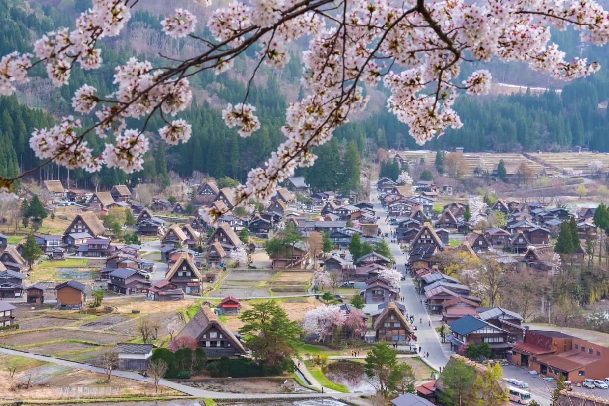 Shirakawago,Village,With,Sakura,Cherry,Blossom,Branch,Foreground,In,Spring