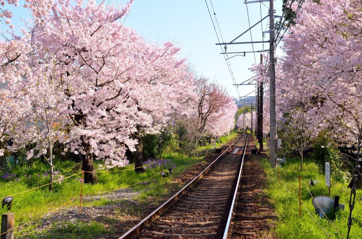 京都　嵐電北野線　桜のトンネル