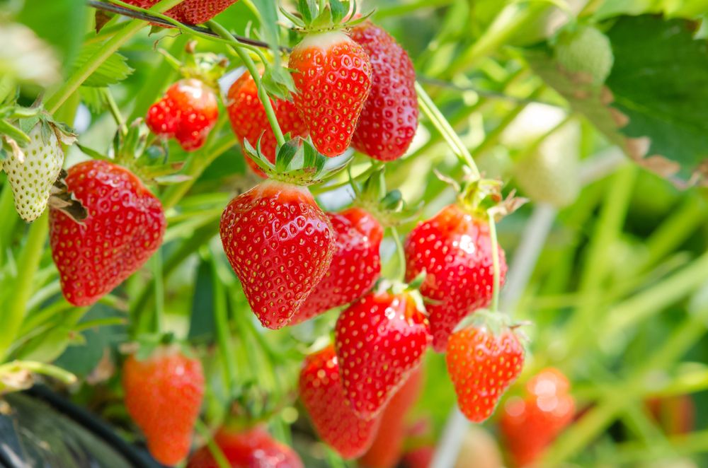 Fresh,Strawberries,That,Are,Grown,In,Greenhouses