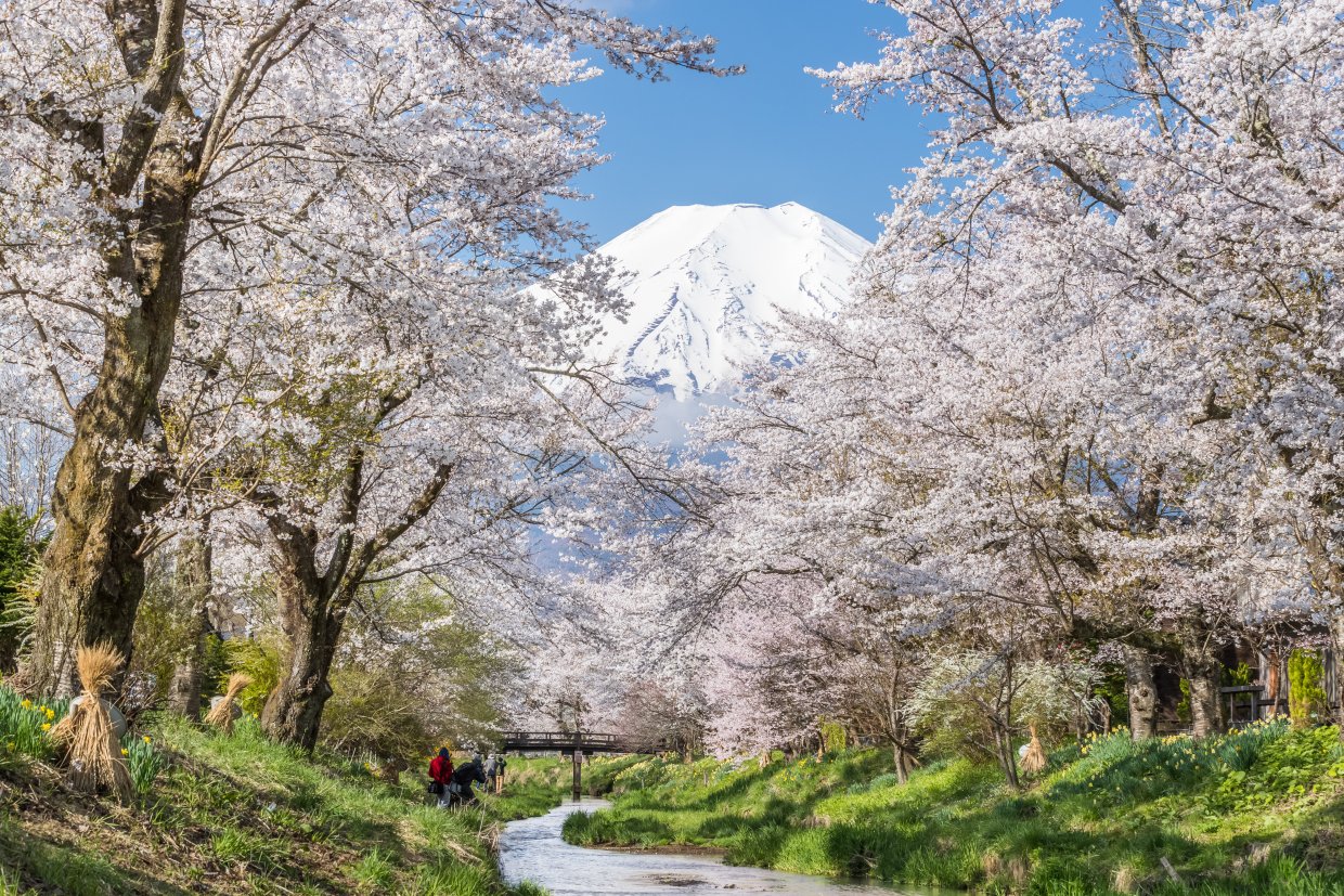 Sakura,Tree,And,Mountain,Fuji,At,Oshino,Hakkai,In,Spring