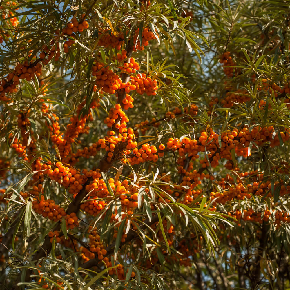 Sea Buckthorn,On,The,Tree ,Sea,Buckthorn,Plants,Are,Incredibly,Important