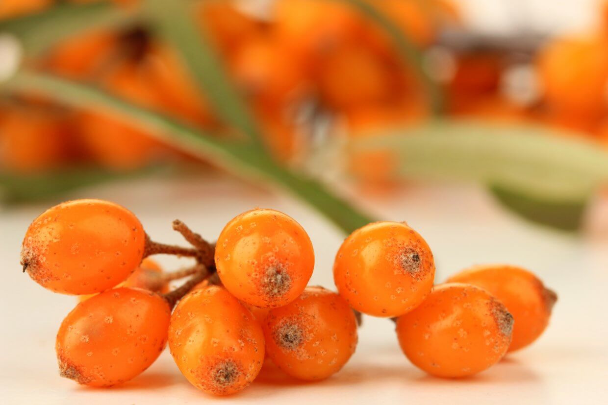 Branch,Of,Sea,Buckthorn,Close,Up
