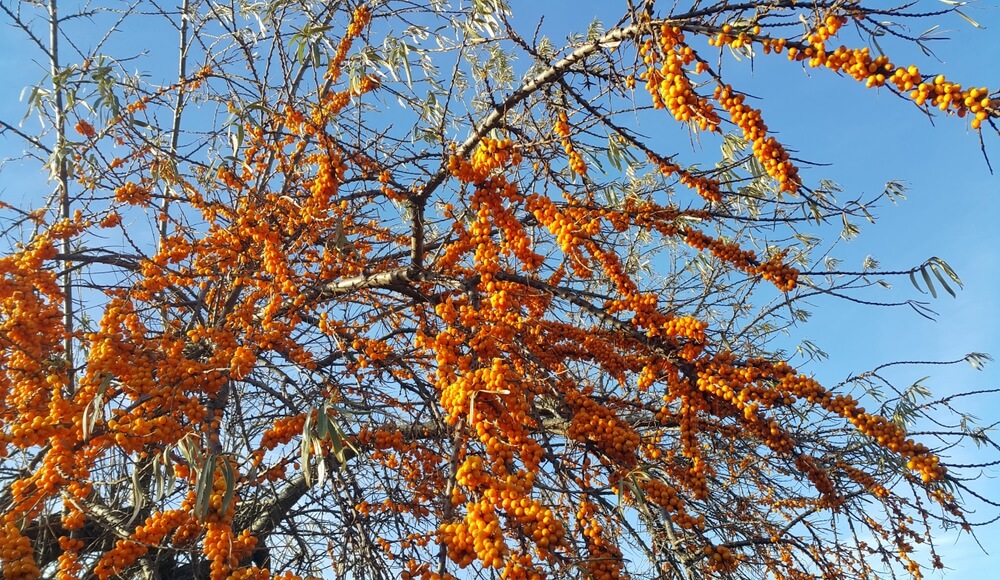 Sea Buckthorn,Branches,With,Bright,Ripe,Berries,Against,The,Blue,Sky