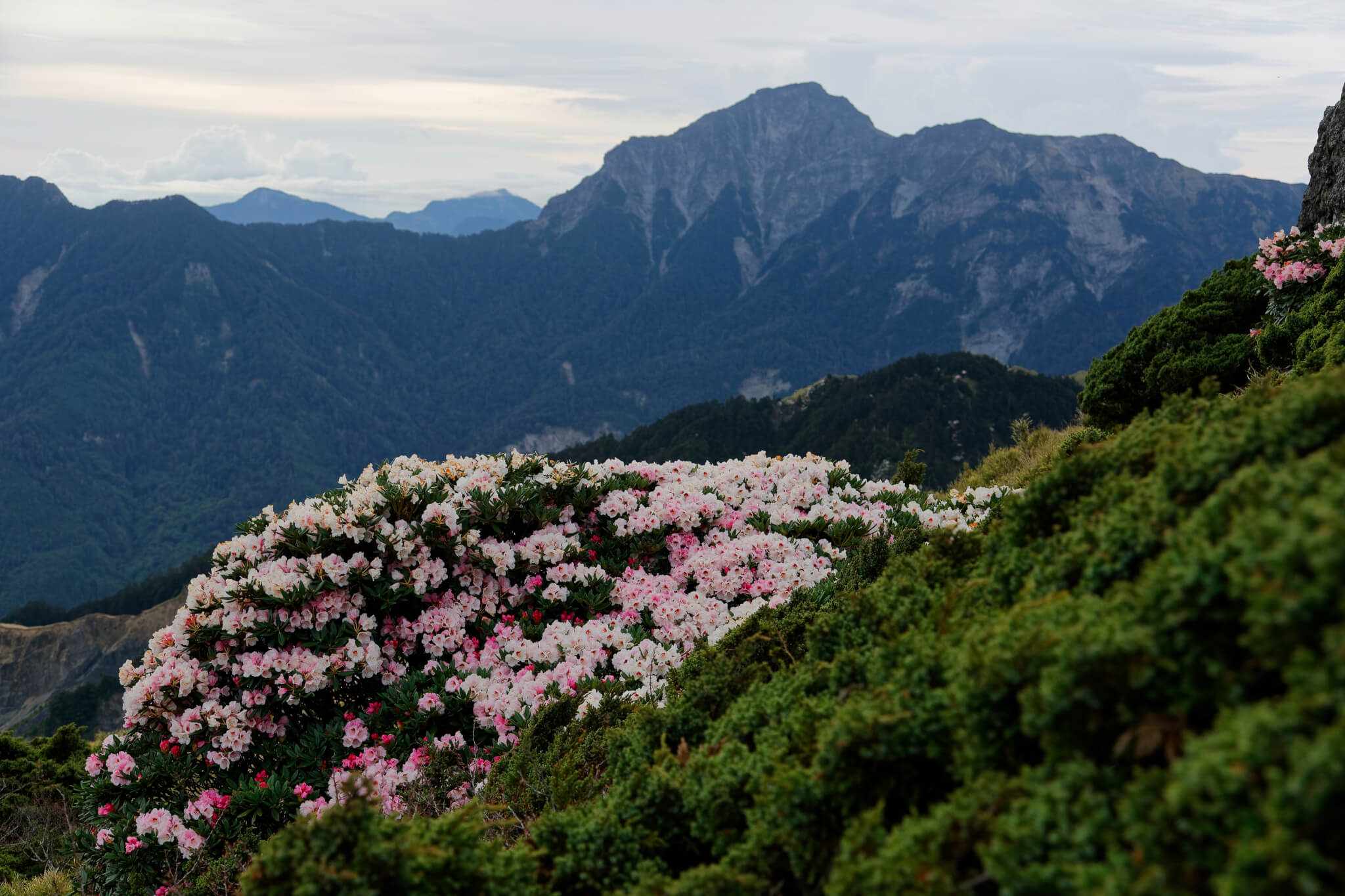 Scenery,Of,Pink,Alpine,Azalea,(rhododendron),Bushes,Blooming,On,The
