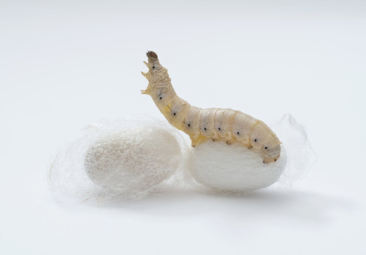 Silkworm,Make,Cocoon,On,White,Background 