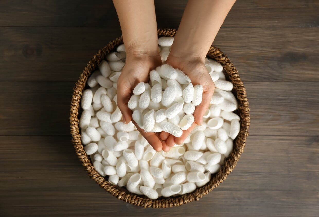 Woman,Holding,White,Silk,Cocoons,Over,Bowl,On,Wooden,Table,