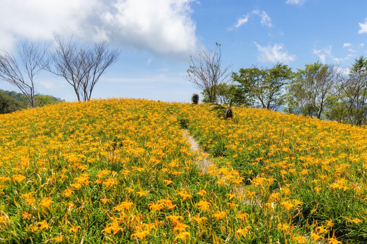 台東太麻里金針花（圖／Shutterstock）