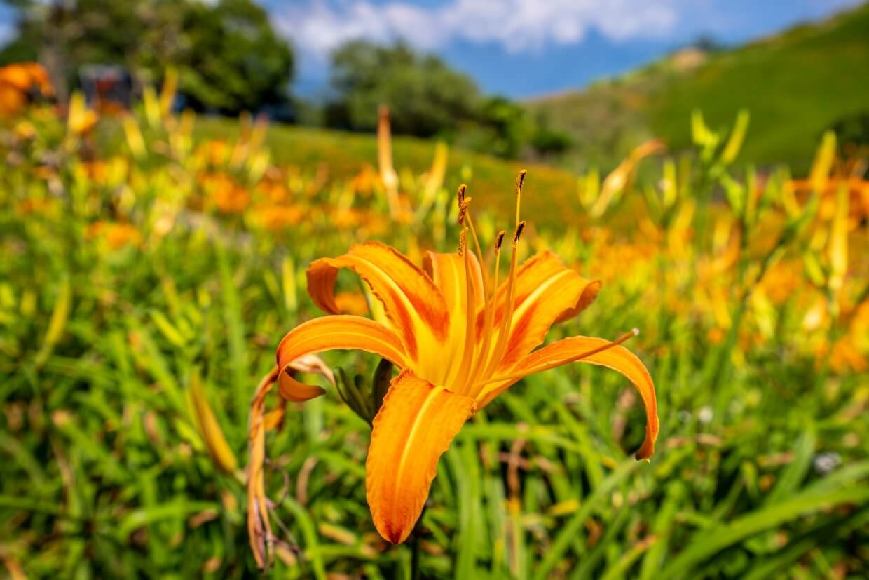 台東太麻里金針花（圖／Shutterstock）