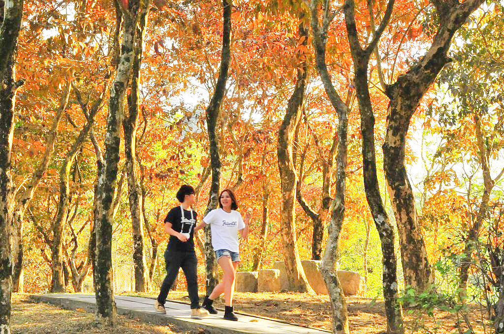 2024賞楓-台南關子嶺紅葉公園