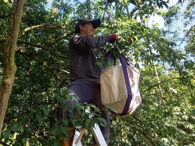 沐果果園人工手採,不落地、不碰傷,梅子品質優
