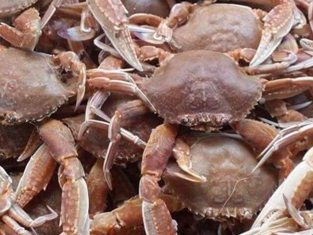 澎湖秋季海鮮:秋蟹(扁蟹與三點蟹)